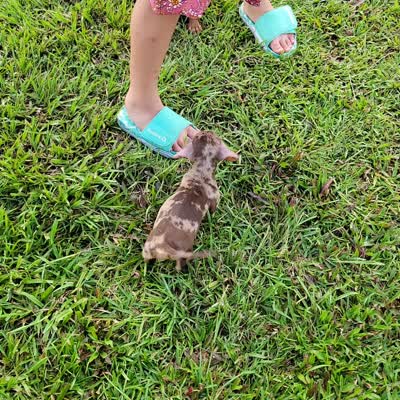 Señorita , a female Miniature Dachshund for sale in Miami, FL – 7 of 7