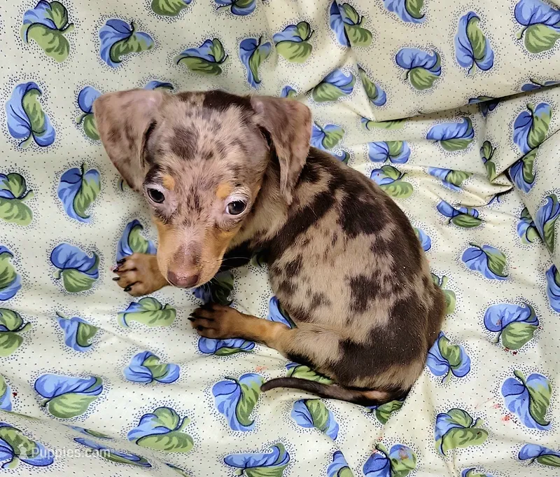 Wabbles  – Miniature Dachshund puppy for sale in Miami, FL