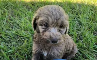 Amethyst , a female Miniature Goldendoodle for sale in Miami, FL – 2 of 6