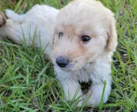 Pearl, a female Miniature Goldendoodle for sale in Miami, FL – 3 of 6