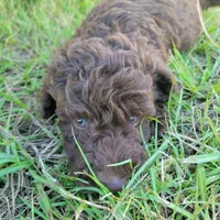 Emerald , a male Miniature Goldendoodle for sale in Miami, FL – 5 of 5