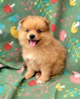 Rootbear , a male Pomeranian for sale in Miami, FL – 2 of 3