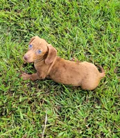 Señorita , a female Miniature Dachshund for sale in Miami, FL – 4 of 7