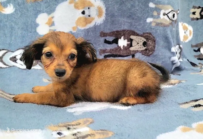 Froggy  – Yorkshire Terrier, Miniature Dachshund puppy for sale in Miami, FL