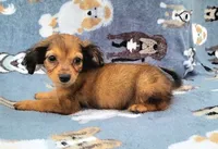 Froggy , a male Yorkshire Terrier and Miniature Dachshund for sale in Miami, FL – 1 of 5