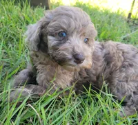 Amethyst , a female Miniature Goldendoodle for sale in Miami, FL – 3 of 6