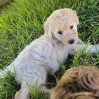 Pearl, a female Miniature Goldendoodle for sale in Miami, FL – 5 of 6