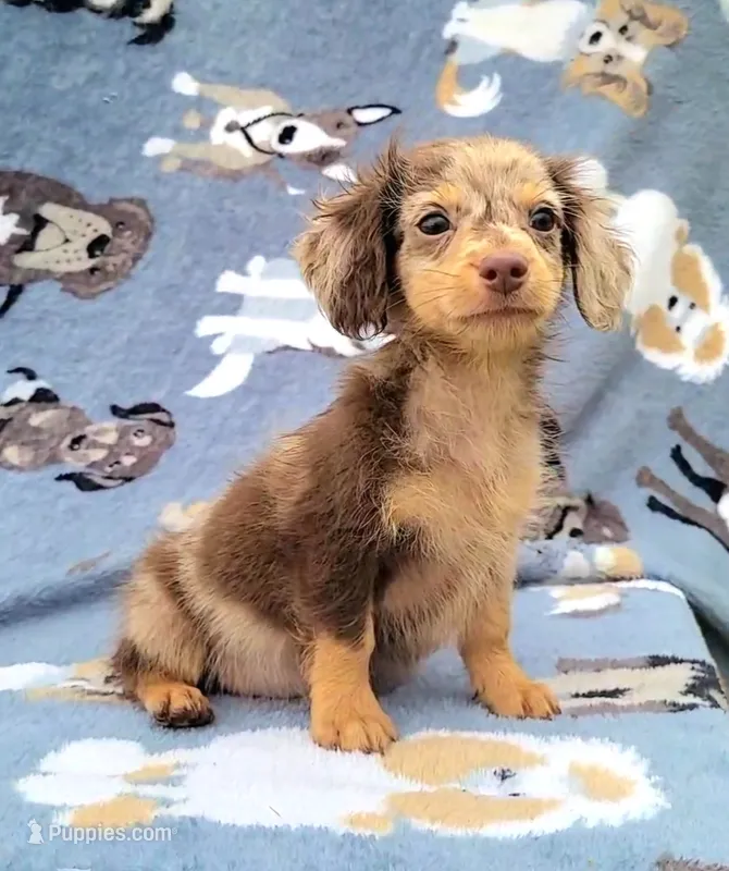 Charming – Yorkshire Terrier, Miniature Dachshund puppy for sale in Miami, FL