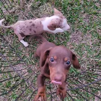Benedict , a male Miniature Dachshund for sale in Cutler Bay, FL – Photo 2 of 2