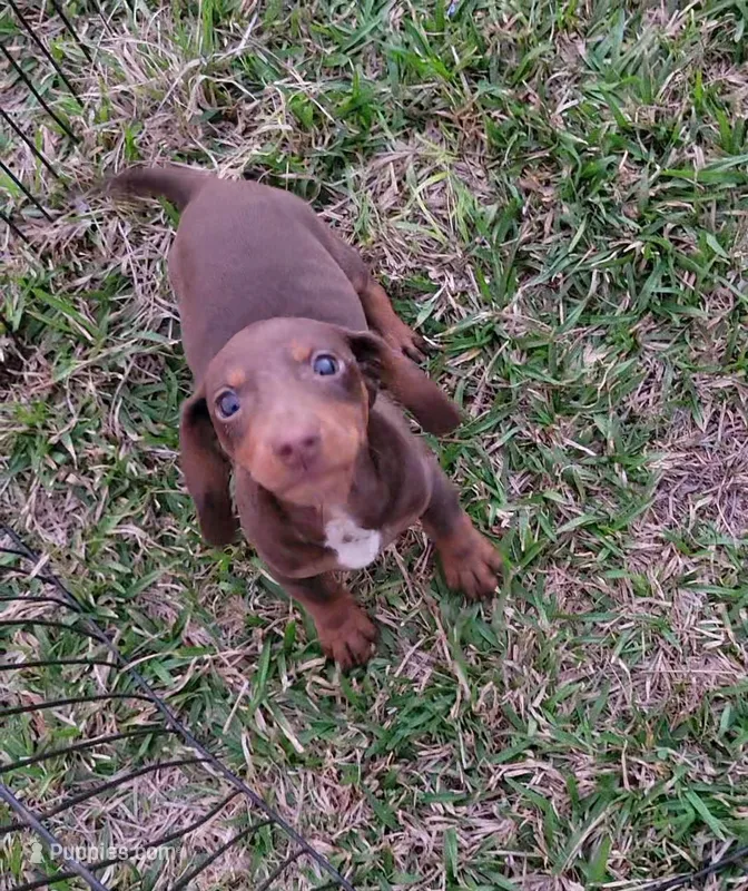 Benedict  – Miniature Dachshund puppy for sale in Cutler Bay, FL
