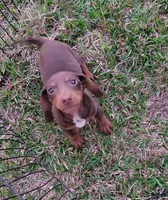 Benedict , a male Miniature Dachshund for sale in Cutler Bay, FL – Photo 1 of 2