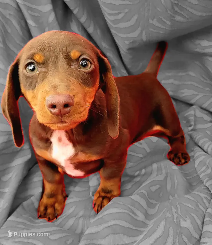 Benedict  – Miniature Dachshund puppy for sale in Cutler Bay, FL