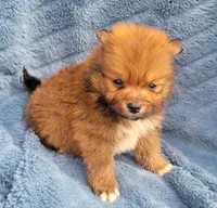 Jinu, a male Pomeranian for sale in Cutler Bay, FL – Photo 3 of 7