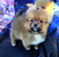Jinu, a male Pomeranian for sale in Cutler Bay, FL – Photo 1 of 7