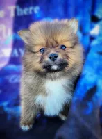 Jinu, a male Pomeranian for sale in Cutler Bay, FL – Photo 4 of 7