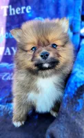 Jinu, a male Pomeranian for sale in Cutler Bay, FL – Photo 6 of 7