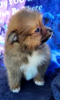 Jinu, a male Pomeranian for sale in Cutler Bay, FL – Photo 7 of 7