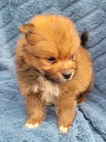 Jinu, a male Pomeranian for sale in Cutler Bay, FL – Photo 2 of 7