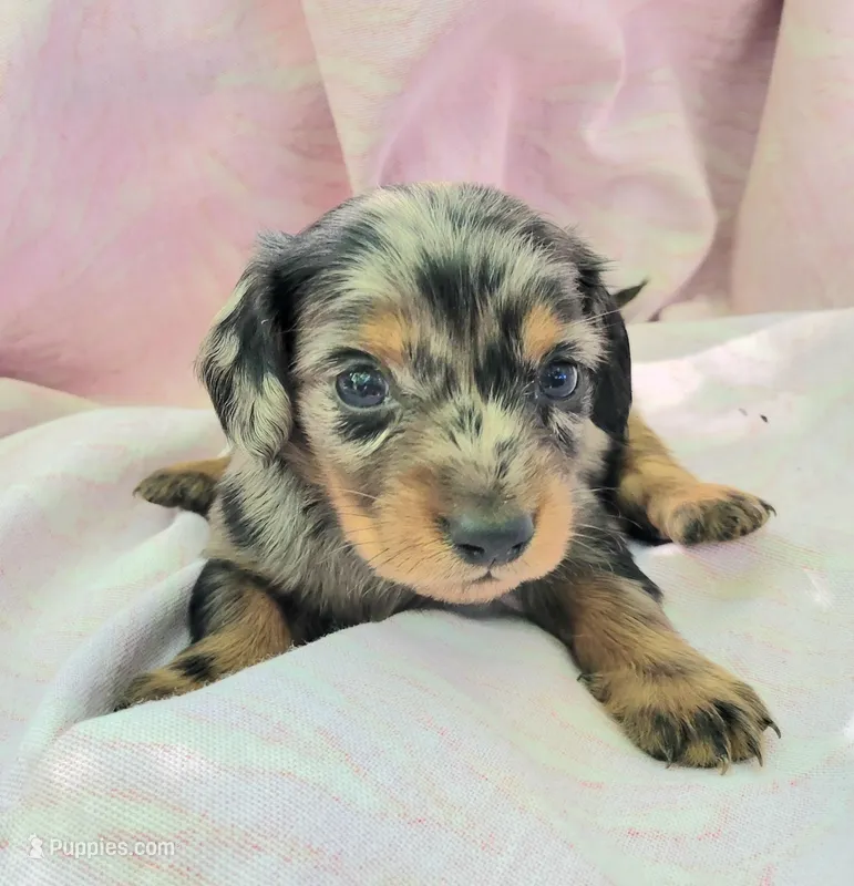 Rachel LH – Miniature Dachshund puppy for sale in Cutler Bay, FL