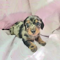 Rachel LH, a female Miniature Dachshund for sale in Cutler Bay, FL – Photo 7 of 7