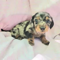 Rachel LH, a female Miniature Dachshund for sale in Cutler Bay, FL – Photo 2 of 7