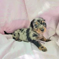 Rachel LH, a female Miniature Dachshund for sale in Cutler Bay, FL – Photo 6 of 7