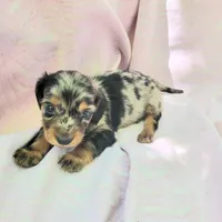 Rachel LH, a female Miniature Dachshund for sale in Cutler Bay, FL – Photo 4 of 7