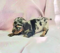 Rachel LH, a female Miniature Dachshund for sale in Cutler Bay, FL – Photo 5 of 7