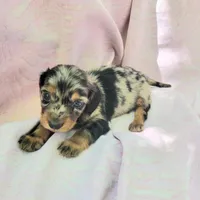 Rachel LH, a female Miniature Dachshund for sale in Cutler Bay, FL – Photo 3 of 7