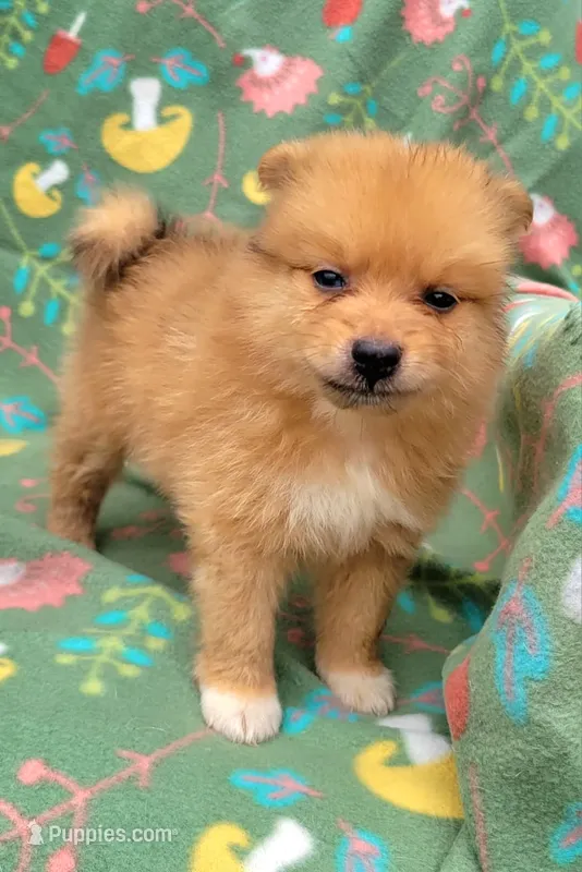 Coke-cola – Pomeranian puppy for sale in Miami, FL
