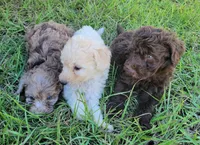 Amethyst , a female Miniature Goldendoodle for sale in Miami, FL – 4 of 6