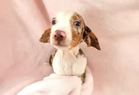 Anthony, a male Miniature Dachshund for sale in Cutler Bay, FL – Photo 3 of 6