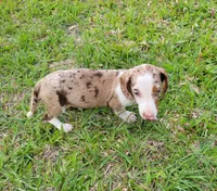Anthony, a male Miniature Dachshund for sale in Labelle, FL – Photo 3 of 9