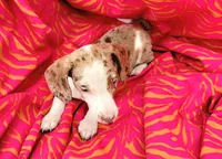 Anthony, a male Miniature Dachshund for sale in Labelle, FL – Photo 9 of 9