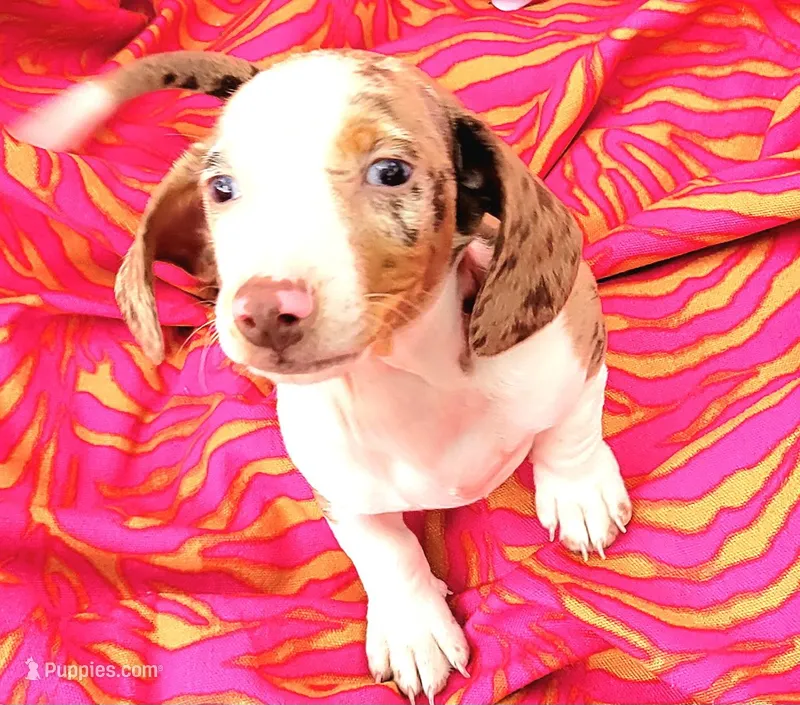 Anthony – Miniature Dachshund puppy for sale in Cutler Bay, FL