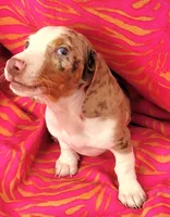 Anthony, a male Miniature Dachshund for sale in Labelle, FL – Photo 7 of 9