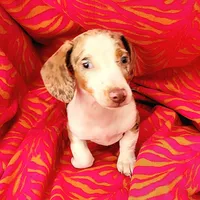 Anthony, a male Miniature Dachshund for sale in Labelle, FL – Photo 4 of 9