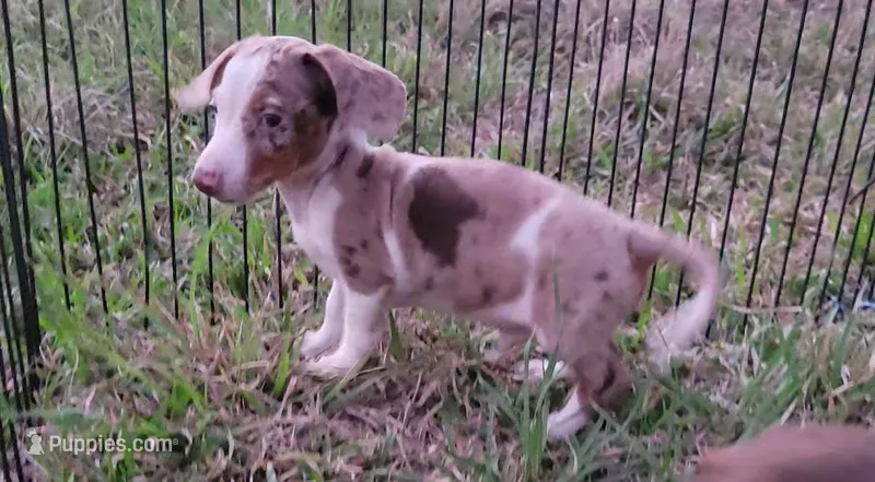 Anthony, a male Miniature Dachshund for sale in Cutler Bay, FL – Photo 1 of 2
