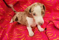 Anthony, a male Miniature Dachshund for sale in Labelle, FL – Photo 8 of 9