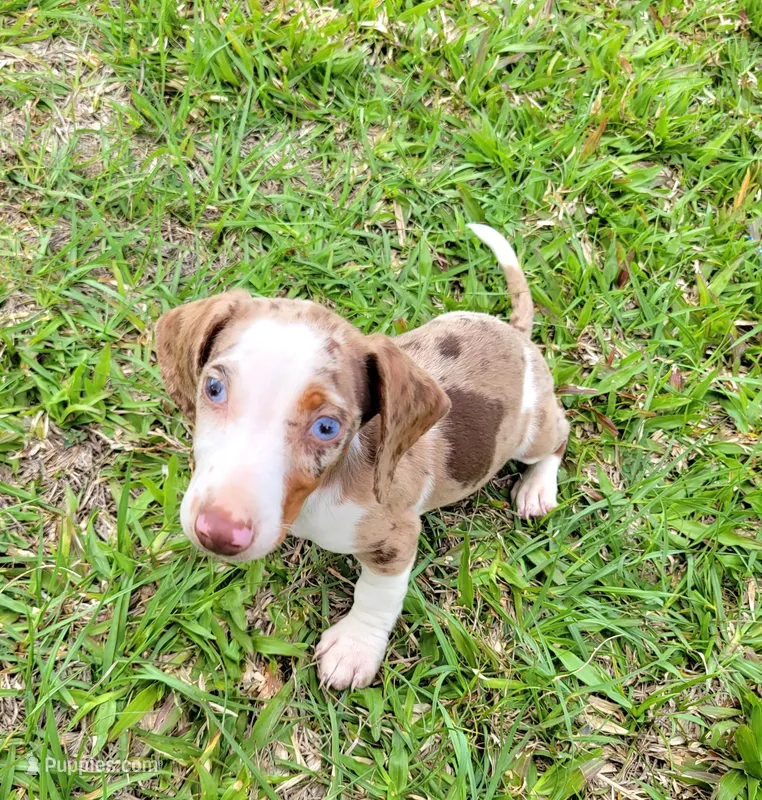 Anthony, a male Miniature Dachshund for sale in Labelle, FL – Photo 1 of 9
