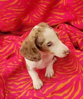 Anthony, a male Miniature Dachshund for sale in Labelle, FL – Photo 6 of 9