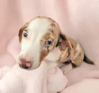 Anthony, a male Miniature Dachshund for sale in Cutler Bay, FL – Photo 4 of 6