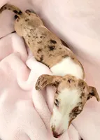 Anthony, a male Miniature Dachshund for sale in Cutler Bay, FL – Photo 2 of 6