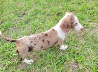 Anthony, a male Miniature Dachshund for sale in Labelle, FL – Photo 2 of 9