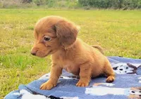 Alex, a female Yorkshire Terrier and Miniature Dachshund for sale in Miami, FL – 3 of 5