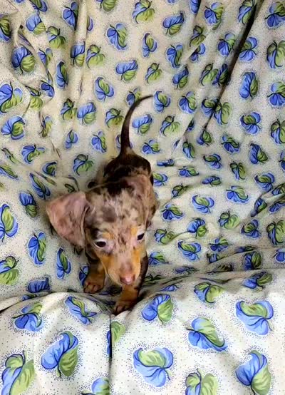 Wabbles , a female Miniature Dachshund for sale in Miami, FL – 7 of 7