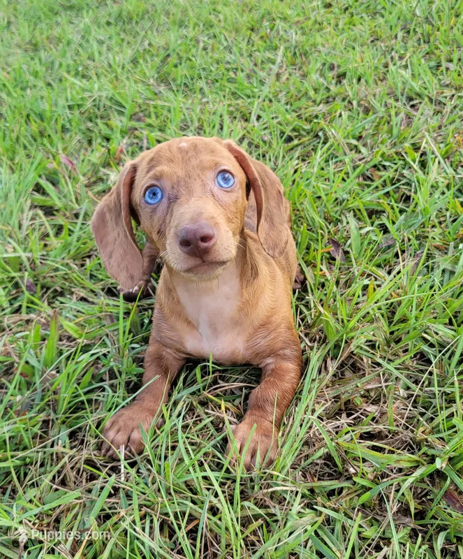 Señorita  – Miniature Dachshund puppy for sale in Miami, FL