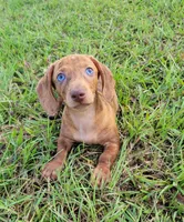 Señorita , a female Miniature Dachshund for sale in Miami, FL – 1 of 7