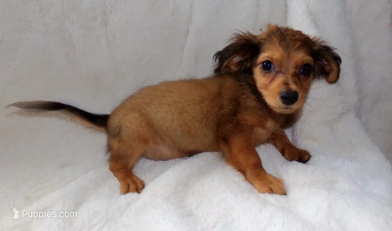 Froggy  – Yorkshire Terrier, Miniature Dachshund puppy for sale in Miami, FL