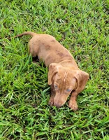 Señorita , a female Miniature Dachshund for sale in Miami, FL – 2 of 7